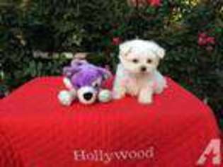 Maltese Puppy for sale in HOLLYWOOD, FL, USA