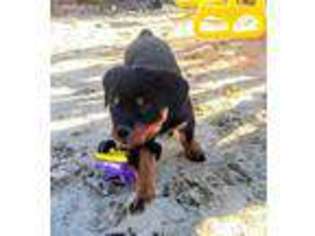 Rottweiler Puppy for sale in Battle Creek, MI, USA