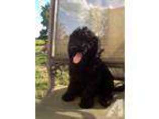 Labradoodle Puppy for sale in FOWLERVILLE, MI, USA