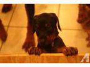 Doberman Pinscher Puppy for sale in ARLINGTON, TX, USA