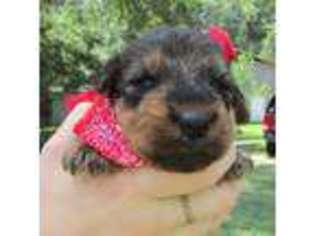 Airedale Terrier Puppy for sale in Andalusia, AL, USA