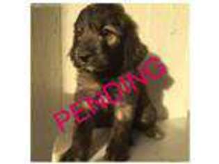 Labradoodle Puppy for sale in Canton, MS, USA