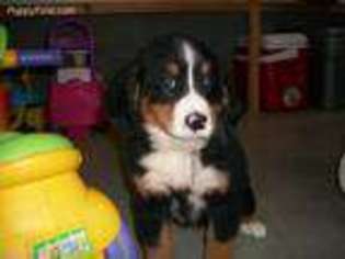 Bernese Mountain Dog Puppy for sale in Baltic, OH, USA