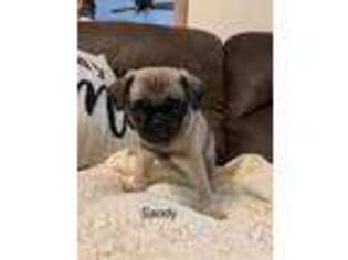 Pug Puppy for sale in Loyal, WI, USA