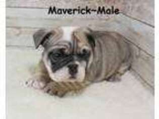 Bulldog Puppy for sale in Maple Hill, KS, USA