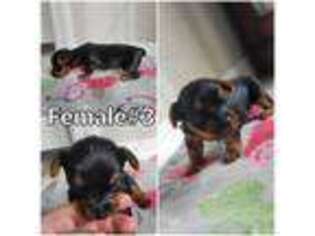 Yorkshire Terrier Puppy for sale in Cameron, OK, USA