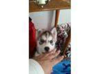 Siberian Husky Puppy for sale in Mc Alisterville, PA, USA