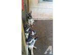 German Shepherd Dog Puppy for sale in CROCKETT, TX, USA