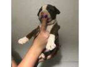 Boston Terrier Puppy for sale in Reddick, FL, USA