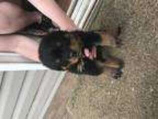 Rottweiler Puppy for sale in Carrollton, KY, USA