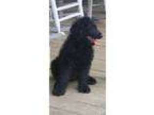 Labradoodle Puppy for sale in Columbia, TN, USA