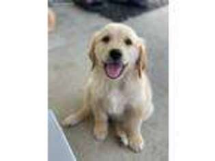 Golden Retriever Puppy for sale in Klamath Falls, OR, USA