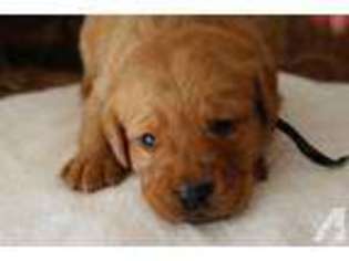 Labrador Retriever Puppy for sale in NORTHRIDGE, CA, USA