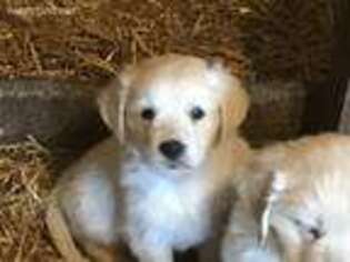 Golden Retriever Puppy for sale in Broadway, VA, USA