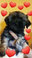 Havanese Puppy for sale in Mount Holly, NC, USA