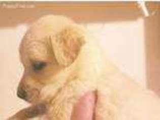 Mutt Puppy for sale in Hoodsport, WA, USA