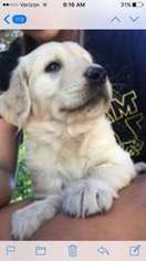 Golden Retriever Puppy for sale in Concordia, KS, USA