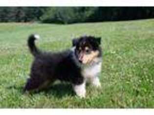 Collie Puppy for sale in Beachwood, OH, USA