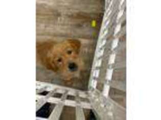 Golden Retriever Puppy for sale in Richardson, TX, USA