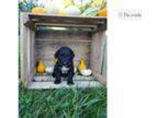Portuguese Water Dog Puppy for sale in Bloomington, IN, USA