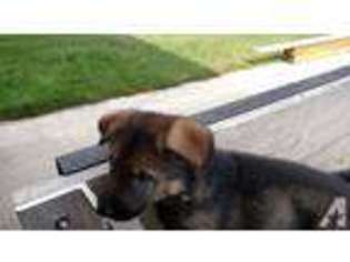 German Shepherd Dog Puppy for sale in TRUFANT, MI, USA