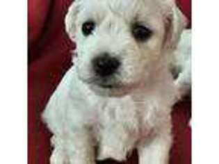 Bichon Frise Puppy for sale in Lancaster, KY, USA