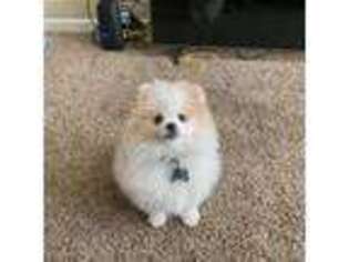 Pomeranian Puppy for sale in Greer, SC, USA