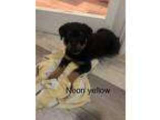 Rottweiler Puppy for sale in Melbourne, FL, USA