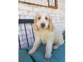 Goldendoodle Puppy for sale in Brazoria, TX, USA