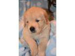 Golden Retriever Puppy for sale in Brenham, TX, USA