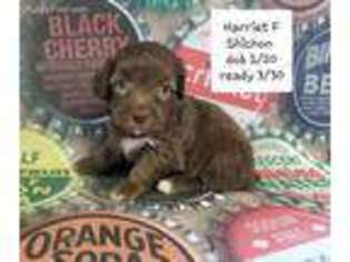 Mutt Puppy for sale in Beaver Springs, PA, USA