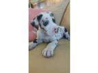 Great Dane Puppy for sale in Orange, CA, USA