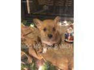 Pembroke Welsh Corgi Puppy for sale in Everton, AR, USA