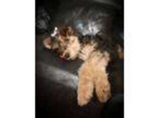 Mutt Puppy for sale in Columbus Grove, OH, USA