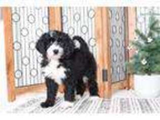 Bernese Mountain Dog Puppy for sale in Fort Myers, FL, USA