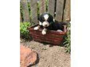 Bernese Mountain Dog Puppy for sale in Weston, ID, USA