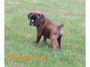 Boxer Puppy for sale in Wayland, MI, USA