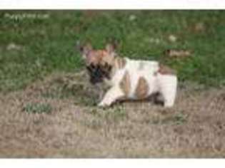 French Bulldog Puppy for sale in Pisgah, AL, USA