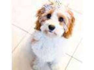 Cavapoo Puppy for sale in Long Beach, CA, USA
