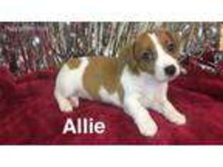 Jack Russell Terrier Puppy for sale in Spring Hill, FL, USA