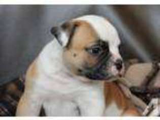 American Bulldog Puppy for sale in AUGUSTA, WI, USA
