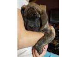 Mastiff Puppy for sale in Hinckley, MN, USA