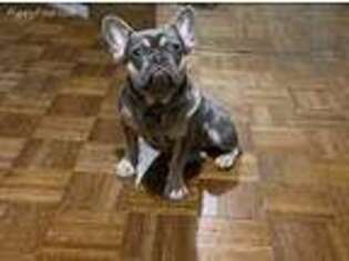 French Bulldog Puppy for sale in East Hampton, NY, USA