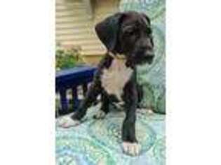 Great Dane Puppy for sale in Downers Grove, IL, USA