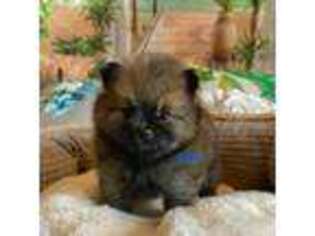 Pomeranian Puppy for sale in Kelso, WA, USA