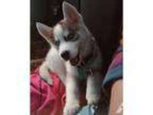 Siberian Husky Puppy for sale in FALLBROOK, CA, USA