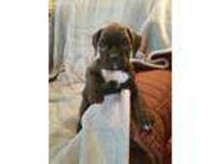 Boxer Puppy for sale in Akron, CO, USA