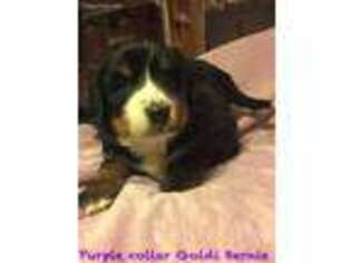 Bernese Mountain Dog Puppy for sale in Bismarck, IL, USA