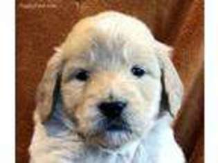 Goldendoodle Puppy for sale in Palmyra, IN, USA