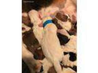 Basset Hound Puppy for sale in Newnan, GA, USA